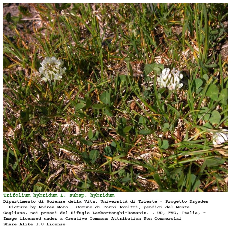 Trifolium hybridum L. subsp. hybridum